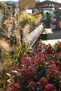 Gartencenter Lüske GmbH - GALLERY