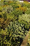 Gartencenter Lüske GmbH - GALLERY