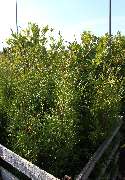 Gartencenter Lüske GmbH - GALLERY