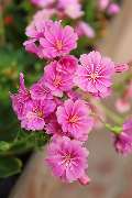 Gartencenter Spiering Wesel - GALLERY