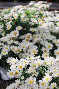 Gartencenter Spiering Wesel - GALLERY
