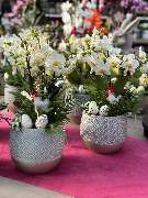 Gartencenter Spiering Wesel - GALLERY
