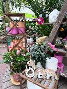Gartencenter Spiering Wesel - GALLERY