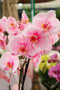 Gartencenter Spiering Wesel - GALLERY