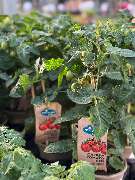 Gartencenter Spiering Wesel - GALLERY