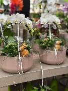 Gartencenter Spiering Wesel - GALLERY