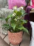 Gartencenter Spiering Wesel - GALLERY