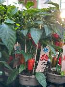 Gartencenter Spiering Wesel - GALLERY