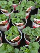 Gartencenter Spiering Wesel - GALLERY