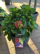 Gartencenter Spiering Wesel - GALLERY