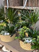 Gartencenter Spiering Wesel - GALLERY