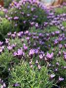 Gartencenter Spiering Wesel - GALLERY