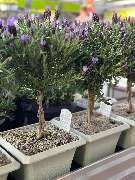 Gartencenter Spiering Wesel - GALLERY