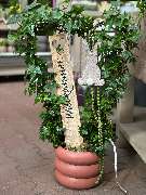 Gartencenter Spiering Wesel - GALLERY