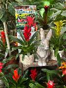 Gartencenter Spiering Wesel - GALLERY