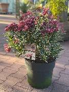 Gartencenter Spiering Wesel - GALLERY