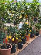 Gartencenter Spiering Wesel - GALLERY