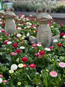 Gartencenter Spiering Wesel - GALLERY