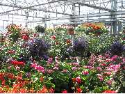 Gartencenter Ziegltrum - GALLERY