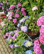 Gartenfachmarkt Zschopauer Straße - GALLERY