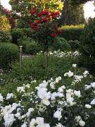 Gartengestaltung Luca Puhl - Gartengestaltung Luca Puhl