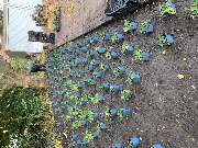 Gartengestaltung Müller UG - GALLERY