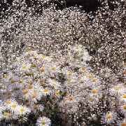 Bepflanzung des Gartens mit Gartengestaltung Soeder