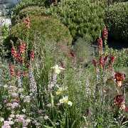 Bepflanzung des Gartens mit Gartengestaltung Soeder