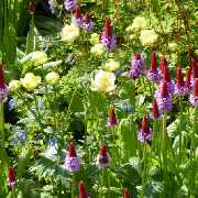 Bepflanzung des Gartens mit Gartengestaltung Soeder
