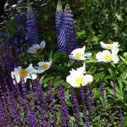 Bepflanzung des Gartens mit Gartengestaltung Soeder