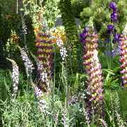 Bepflanzung des Gartens mit Gartengestaltung Soeder