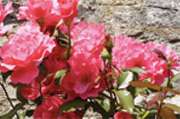Gartengestaltung und Landschaftsbau Lefevre - GALLERY