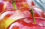 Gartengestaltung und Landschaftsbau Lefevre - GALLERY