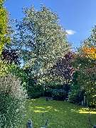 Gartengestaltung und Pflege Trudering - GALLERY