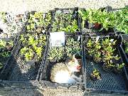 Gartenhof Backhaus UG - Gartenhof Backhaus UG