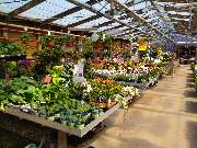 Gartenland Rabovsky e.K. - GALLERY