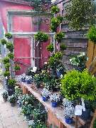 Gartenland Rabovsky e.K. - GALLERY