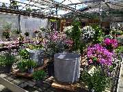 Gartenland Rabovsky e.K. - GALLERY