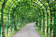 Gartenpflege Birke - GALLERY