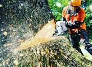 Gartenpflege & Gartenbau Langenhagen UG - GALLERY