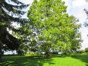 Gartenpflege Gottschalk - GALLERY