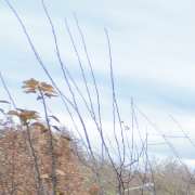 Gartenpflege & Landschaftspflege Sommer - GALLERY