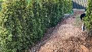 GartenService Dreher - GALLERY