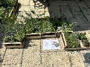 Gartenservice Mark Miess - 10