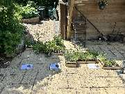 Gartenservice Mark Miess - 11
