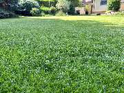Gartenservice Mark Miess - 15