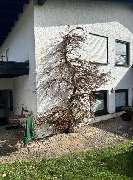 Gartenservice Mark Miess - 50