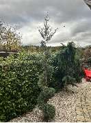 Gartenservice Mark Miess - 56