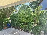 Gartenservice Mark Miess - 8