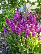 Gartenwerkstatt Schreiner, Inhaberin Sabine Schreiner - GALLERY